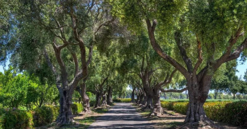 A serene pathway lined with tall trees, creating a shaded tunnel effect, surrounded by lush greenery.