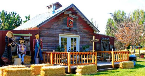 A rustic wooden building with a porch, surrounded by hay bales and decorated with scarecrow figures.