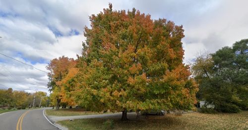 A large tree with vibrant orange and green leaves stands beside a winding road under a cloudy sky.