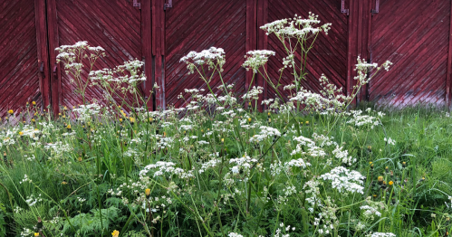 A field of white flowers and green grass in front of a red wooden barn.