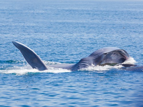 A whale surfaces in calm blue waters, showing its dorsal fin and part of its body as it breathes.