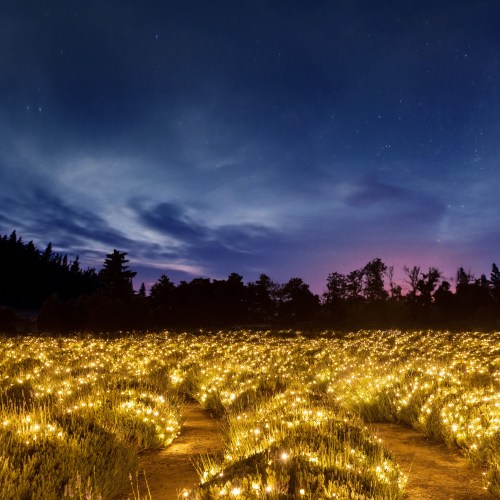 A serene lavender field illuminated by soft lights under a starry night sky, with trees in the background.