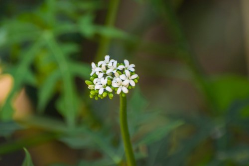 A cluster of small white flowers on a green stem, surrounded by lush green foliage.