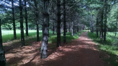 A serene forest path lined with tall trees and lush green grass, inviting exploration and tranquility.