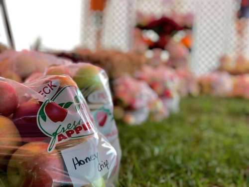 Bags of fresh apples labeled "Honey Crisp" displayed on grass at a market or festival.