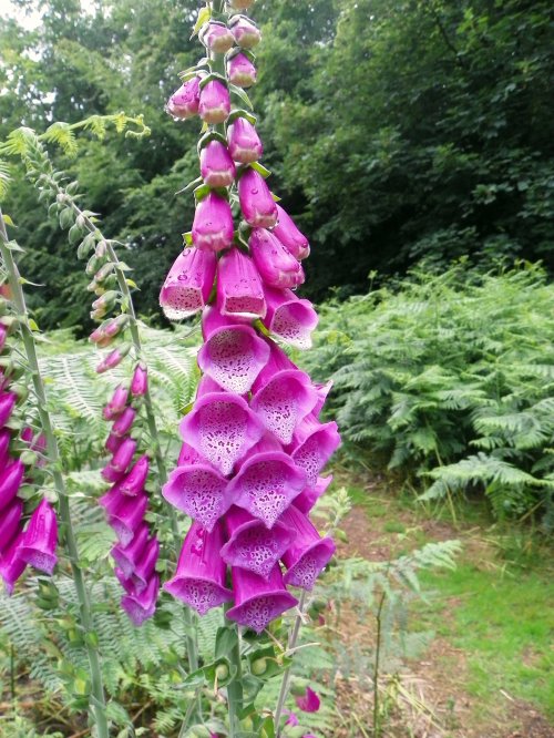 A tall spike of vibrant purple foxglove flowers against a backdrop of green ferns and trees.