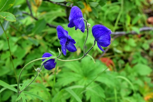 A cluster of vibrant purple flowers growing among lush green foliage.