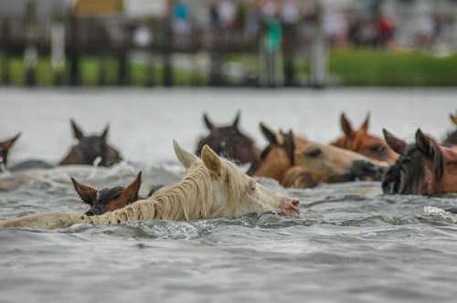 A group of horses swimming in a body of water, with a white horse leading the way among darker horses.