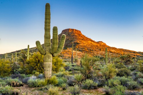A desert landscape featuring tall cacti and a rocky hill under a clear blue sky during sunset.