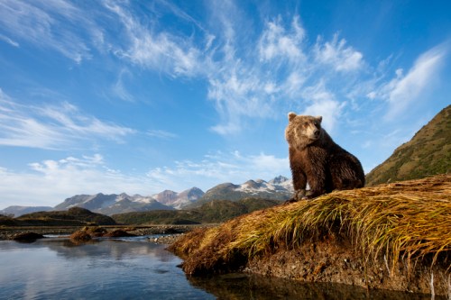 A bear sits on a grassy bank by a river, with mountains and a blue sky in the background.
