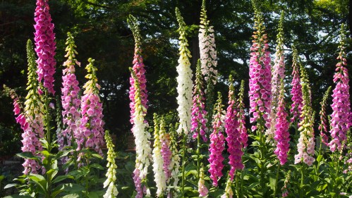 A vibrant display of pink and white foxglove flowers in a lush green garden.