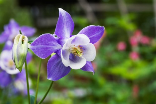 A close-up of a purple and white columbine flower with a blurred green background.