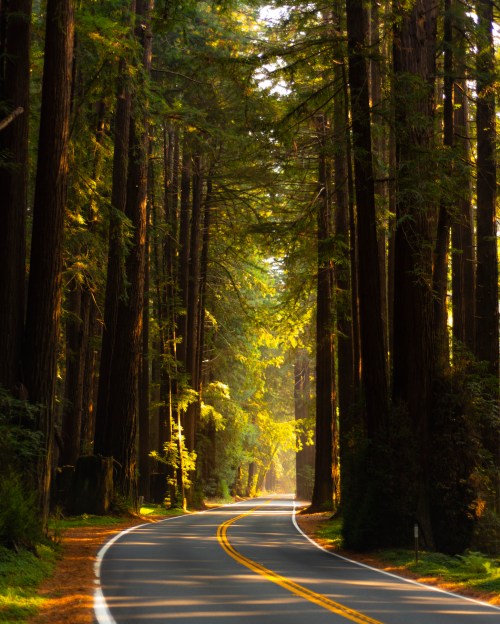 A winding road through a lush forest of tall redwood trees, illuminated by soft sunlight filtering through the leaves.