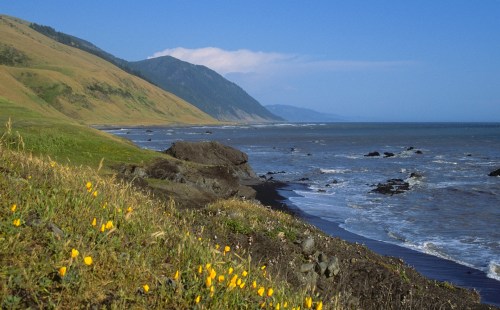 Coastal landscape with rolling hills, vibrant yellow flowers, and waves gently crashing on a rocky shore under a clear blue sky.