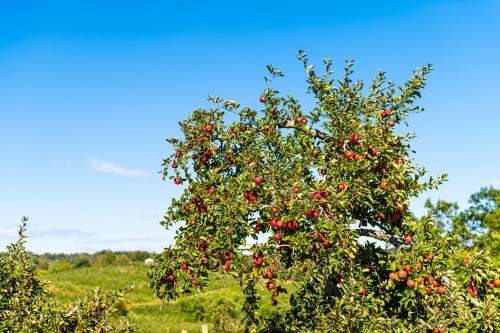 A vibrant apple tree laden with red apples against a clear blue sky and green landscape in the background.