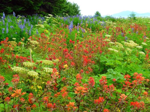 A vibrant field of wildflowers featuring red, orange, and purple blooms amidst lush green foliage.