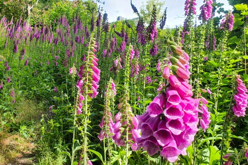 A vibrant field of tall pink foxglove flowers in full bloom, surrounded by lush green foliage.