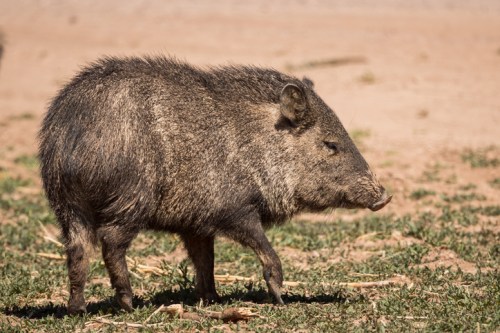 A wild javelina walking across a dry, sandy landscape with sparse vegetation.