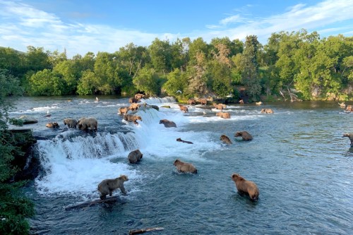 A river scene with multiple bears fishing near waterfalls, surrounded by lush greenery and a clear blue sky.