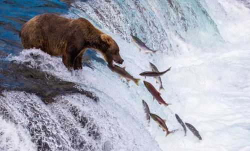 A bear stands by a waterfall, catching fish as they leap through the rushing water.