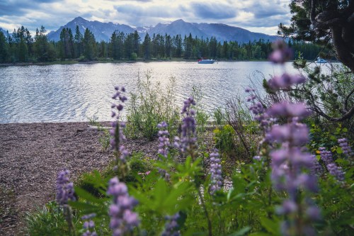 A serene lake surrounded by mountains, with purple flowers in the foreground and a boat on the water.
