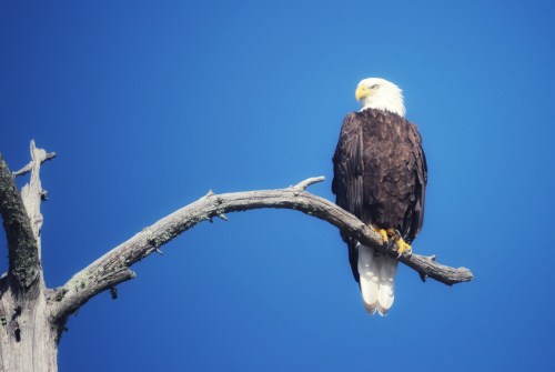 A bald eagle perched on a branch against a clear blue sky.