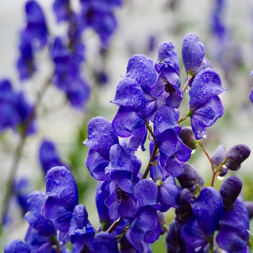 Close-up of vibrant purple flowers with raindrops, set against a blurred background.