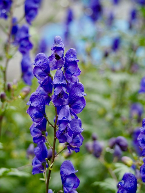 A close-up of vibrant purple flowers with raindrops, surrounded by lush green foliage.