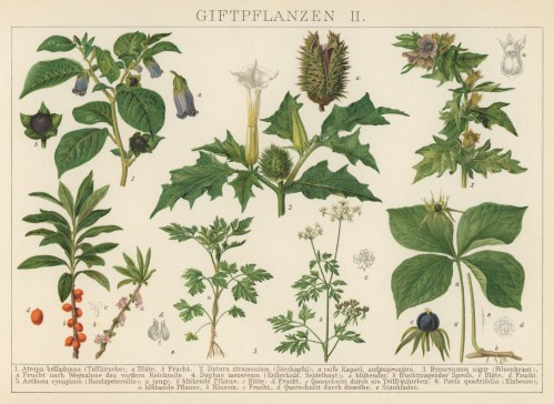 Poison Plants In Maryland: Beautiful But Deadly Jimsonweed