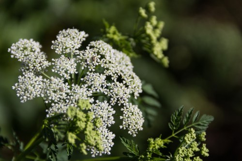 A cluster of small white flowers surrounded by green foliage, set against a blurred natural background.