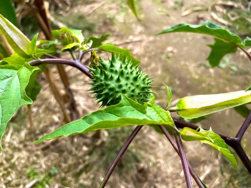A spiky green fruit growing on a vine surrounded by green leaves in a natural setting.