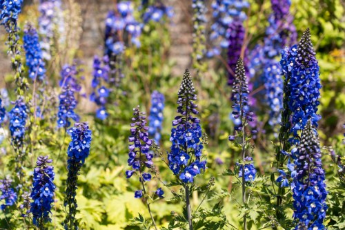 A vibrant field of blue and purple delphinium flowers in full bloom, surrounded by lush green foliage.