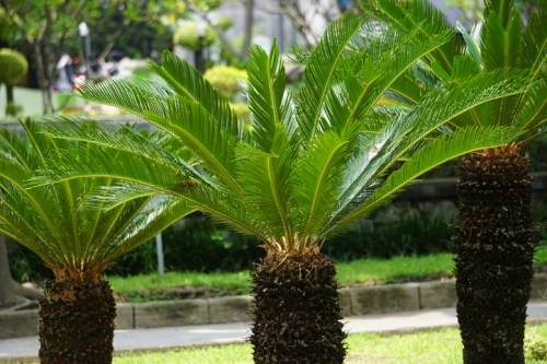 Three palm trees with lush green fronds, set against a blurred background of grass and trees in a park.