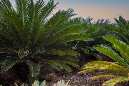 Lush green palm-like plants with broad leaves, set against a soft gradient sky at dusk.