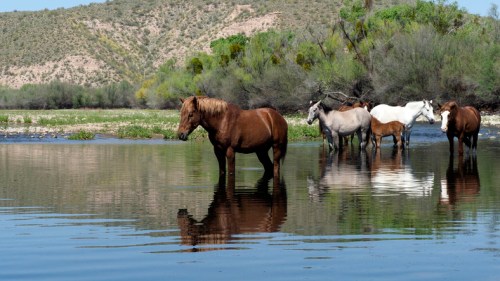A group of horses wading in a calm river, surrounded by greenery and hills in the background.