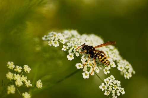 A close-up of a yellow and black wasp perched on small white flowers against a blurred green background.