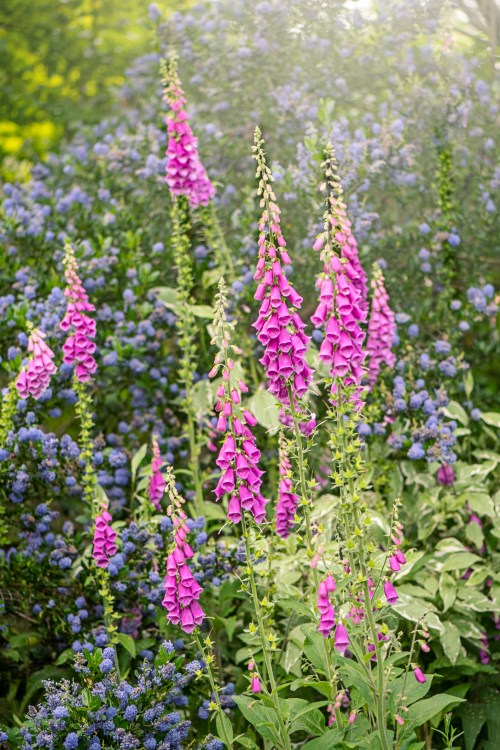 A vibrant garden scene featuring tall pink foxglove flowers amidst clusters of blue flowers and lush green foliage.