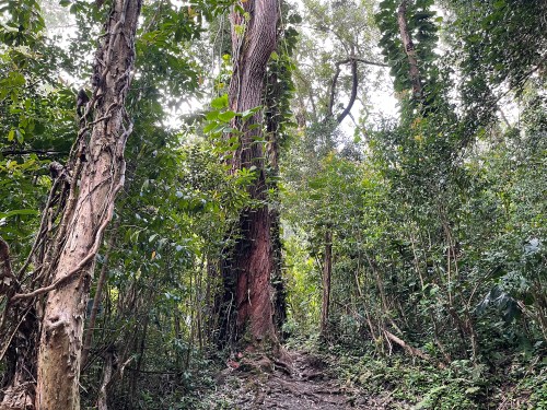 A dense forest scene featuring a tall tree surrounded by lush greenery and a narrow dirt path.