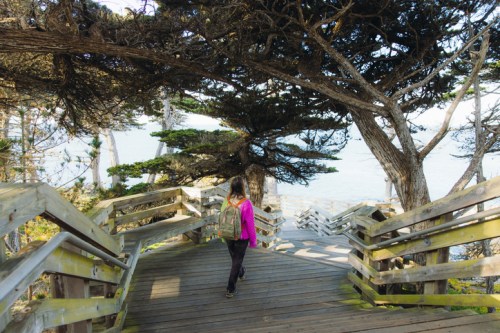 A person walks down a wooden path surrounded by trees, leading to a scenic view of the water.