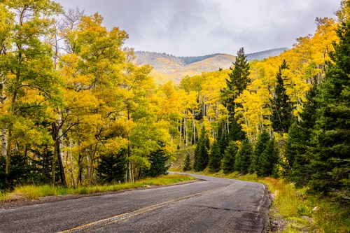 A winding road surrounded by vibrant yellow and green trees, with mountains in the background under a cloudy sky.