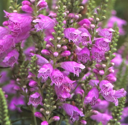 A close-up of vibrant pink flowers with intricate patterns, surrounded by green foliage.