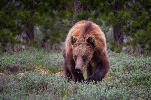 A brown bear walking through a grassy area with trees in the background.