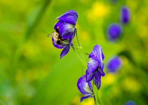 A bumblebee perched on vibrant purple flowers against a soft green background.