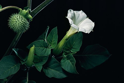 A close-up of a white flower with green leaves and a spiky seed pod against a dark background.