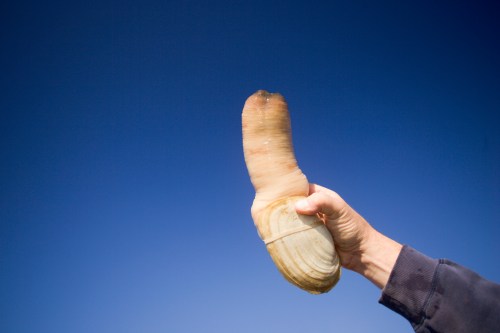 A hand holding a large clam against a clear blue sky.