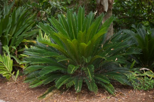 A lush green plant with large, fan-shaped leaves, surrounded by other foliage in a garden setting.