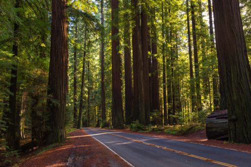 A winding road through a lush forest of towering redwood trees, dappled sunlight filtering through the leaves.