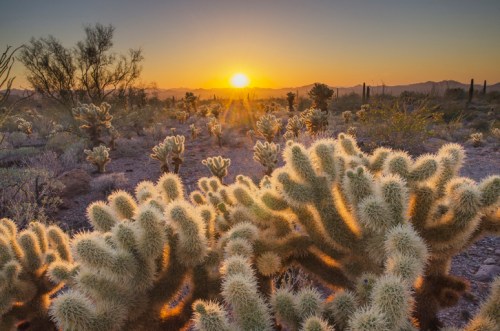 A desert landscape at sunset, featuring cacti with soft, fuzzy spines illuminated by the warm glow of the sun.