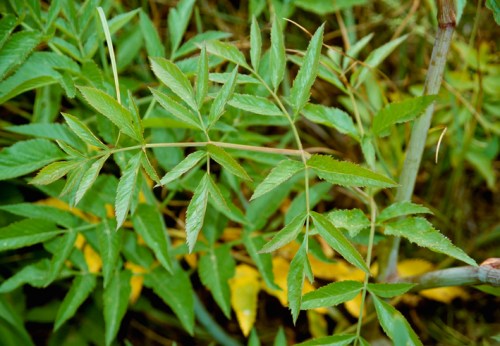 Close-up of green leaves with a glossy texture, surrounded by other foliage in a natural setting.