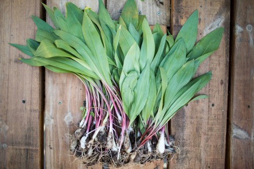 A bunch of wild leeks with green leaves and roots, arranged on a wooden surface.